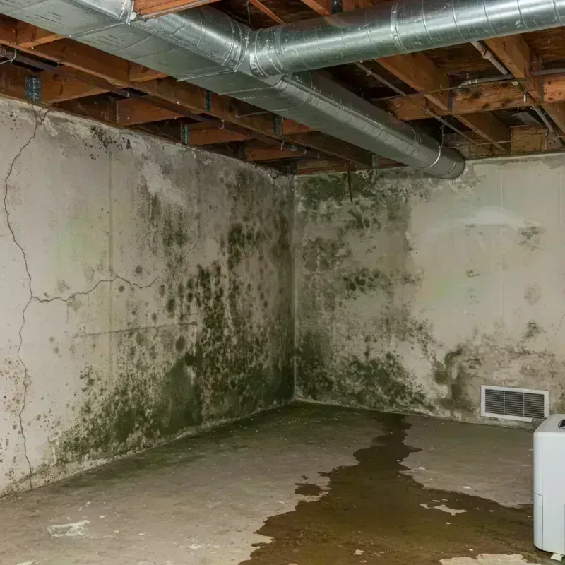 Professional Mold Removal in Granville, IL